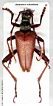 Akimerus schaefferi male